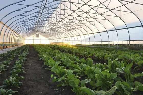Plastic Film Tunnel Greenhouse Resists Corrosion Sharp Arch Gothic Greenhouse
