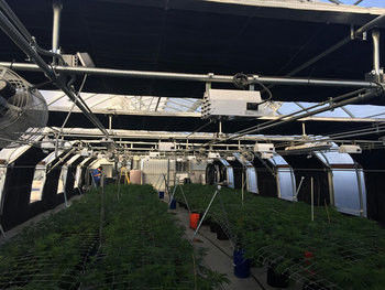 Irrigation Light Deprivation Greenhouse with Complete Blackout and Automatic System