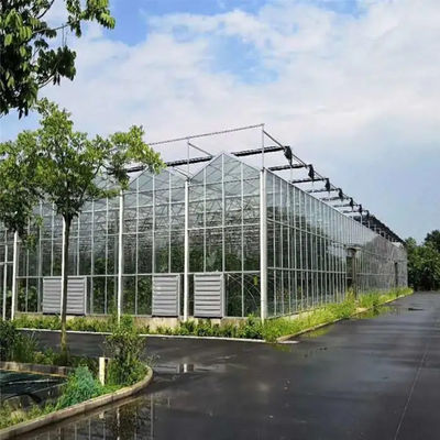 Rectangular Glass Enclosed Tomato Plant Greenhouse With Wind Resistance