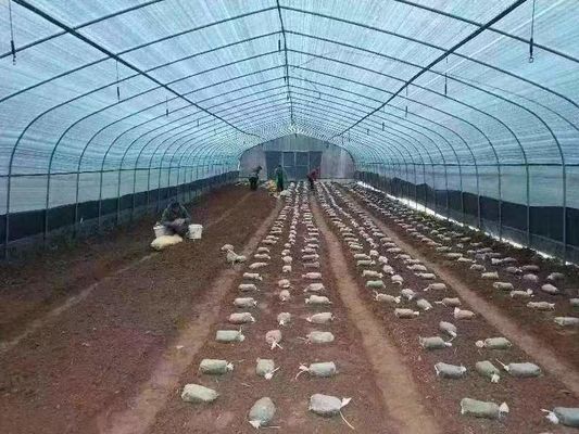 Sides Ventilation Plastic Tomato Greenhouse Resists Corrosion