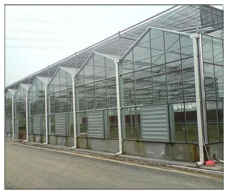 Rectangular Glass Enclosed Tomato Plant Greenhouse With Wind Resistance