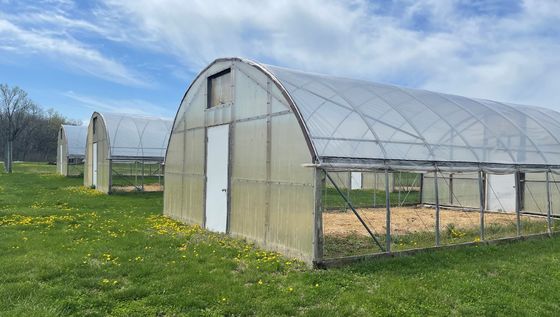 Single Span Tunnel Greenhouse Thickness 12/15/18/20 Microns