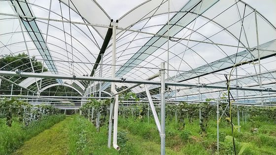 Double Layer PE Film Multi Span Film Greenhouse With Hydroponic System