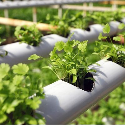 pH Control Vertical Hydroponic Growing System for Indoor Crop Production