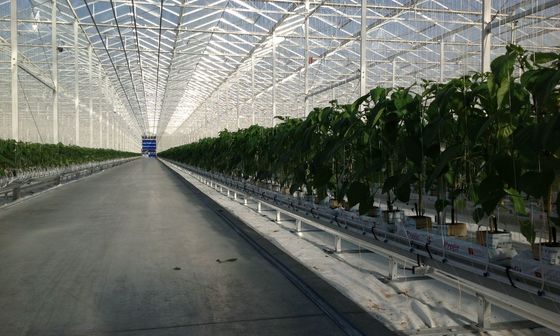 Multi Span Large Glass Greenhouse Kit Span Width 9.6m 10.8m 12m