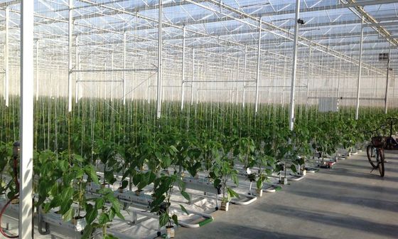 Multi Span Large Glass Greenhouse Kit Span Width 9.6m 10.8m 12m