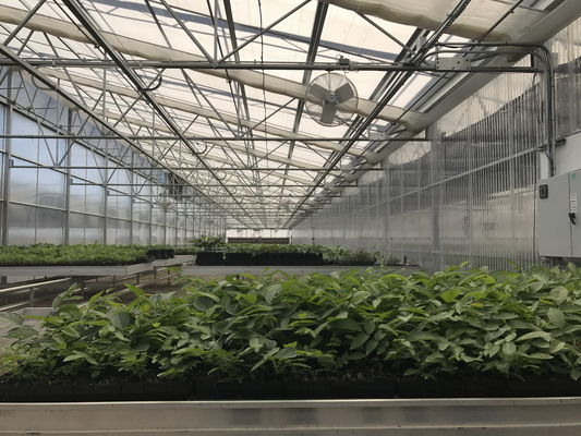 Multi Span Plastic Film Greenhouse 10X30m With Zinc Coating Frame