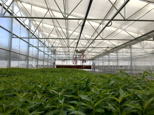 Plastic Film Greenhouse Structure For Optimal Shading And Wind Resistance