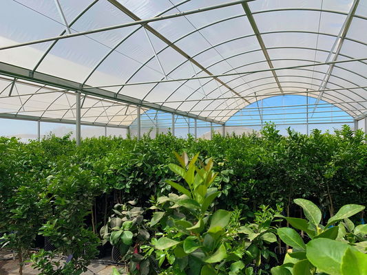 PE Plastic Film Strawberry Plant Greenhouse With Hydroponics System