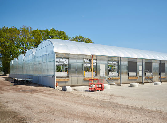 PE Plastic Film Strawberry Plant Greenhouse With Hydroponics System