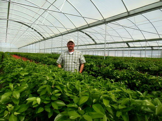PE Plastic Film Strawberry Plant Greenhouse With Hydroponics System