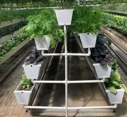LED Hydroponic System With Automatic Watering Rockwool Grow Medium Manual PH Control