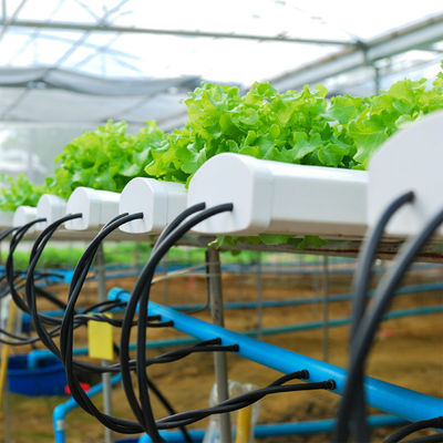 Automatic Temperature Control Hydroponic System for Oxygenation and Manual Monitoring